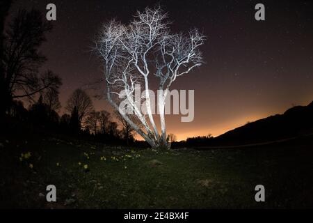 alberi singoli di notte con stelle e narcisi nel primo piano Foto Stock