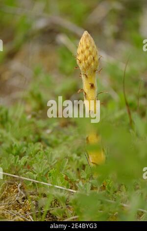 Grande Arum estivo, Orobanche elatior, alta Arum estivo Foto Stock