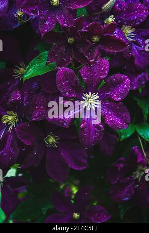 Fiori di clematis viola in gocce d'acqua, cornice verticale Foto Stock