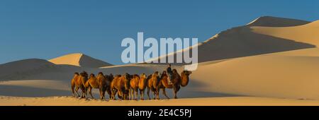 Carovan di cammelli in un deserto, deserto di Gobi, Mongolia indipendente Foto Stock