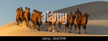 Carovan di cammelli in un deserto, deserto di Gobi, Mongolia indipendente Foto Stock