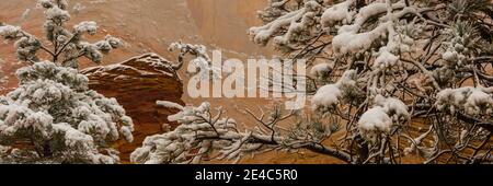 Rami innevati di Ponderosa Pine Tree, Zion National Park, Utah, USA Foto Stock