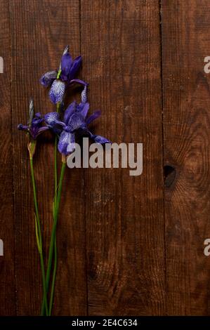 bouquet di fiori di iris viola selvatico su tavolo di legno marrone Foto Stock