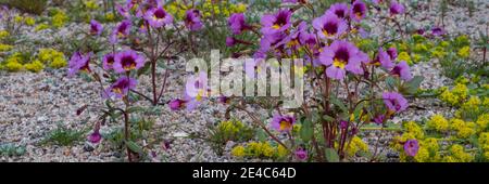 Primo piano di Bigelow's Monkey Flower (Mimulus bigelovi) e Yellow Peppergrass (Lepidium flavum) fiori nel Red Rock Canyon state Park, California, USA Foto Stock