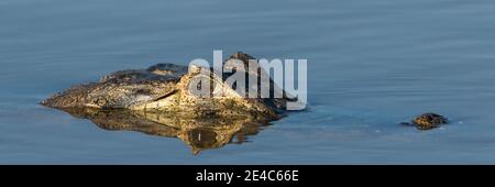 Primo piano di Yacare Caimans (Caiman yacare) nel fiume, Pantanal Wetlands, Brasile Foto Stock