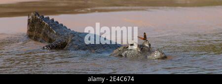 Primo piano di Yacare Caimans (Caiman yacare) con farfalla sul serpente, Pantanal Matogrossense National Park, Pantanal Wetlands, Brasile Foto Stock