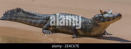 Primo piano di Yacare Caimans (Caiman yacare) con farfalla sul serpente, Pantanal Matogrossense National Park, Pantanal Wetlands, Brasile Foto Stock