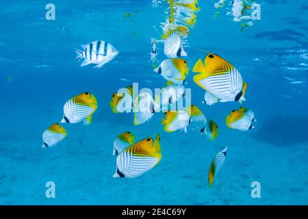 La scolarizzazione threadfin butterflyfish, Chaetodon auriga, in Rarotonga Laguna, Isole Cook. Foto Stock