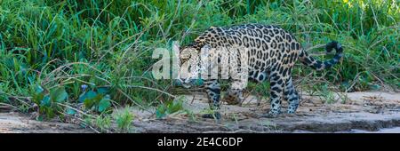 Jaguar (Panthera onca) a piedi in una foresta sul fiume, fiume Cuiaba, Pantanal Matogrossense National Park, Pantanal Wetlands, Brasile Foto Stock