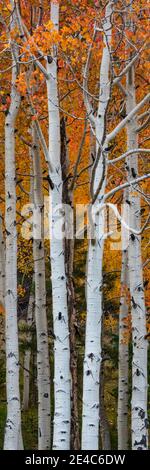 Quaking Aspen (Populus tremuloides) alberi, Boulder Mountain, Dixie National Forest, Utah, Stati Uniti Foto Stock