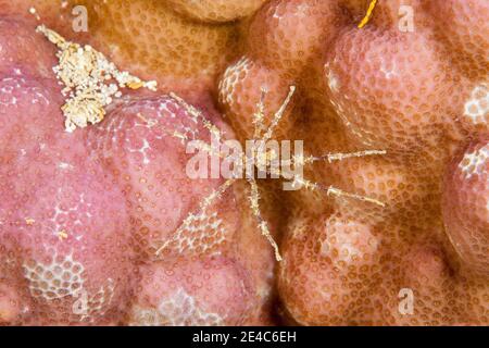 Un pyncnogonid colorato, conosciuto anche come un ragno di mare, Fiji. Questi si trovano negli oceani di tutto il mondo. Ci sono oltre 1,300 specie conosciute. Foto Stock