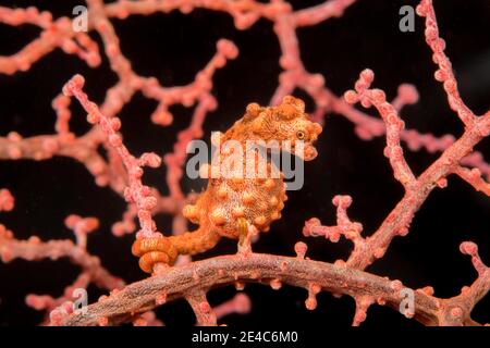 Cavalluccio marino pigmeo, Hippocampus bargibanti, Filippine. Noto anche come Bargibant il cavalluccio marino pigmeo, si trovano dal sud del Giappone tropicale, in tutto Foto Stock