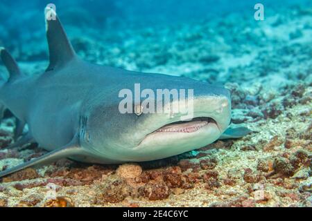 Gli squali a punta bianca, Triaenodon obesus, sono una delle poche specie di squali che possono fermarsi e riposare sul fondo, Yap, Stati Federati di Micronesi Foto Stock