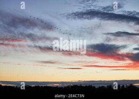 Gru, grus grus, luce notturna, cielo, nuvole Foto Stock