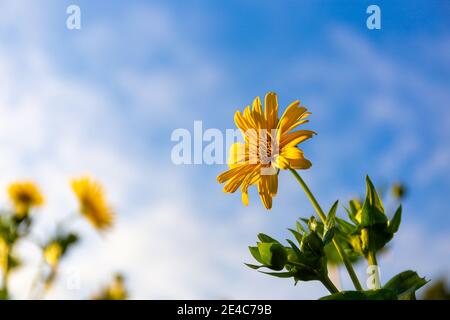 Helianthus salicifolius su un prato in eastfrisia Foto Stock