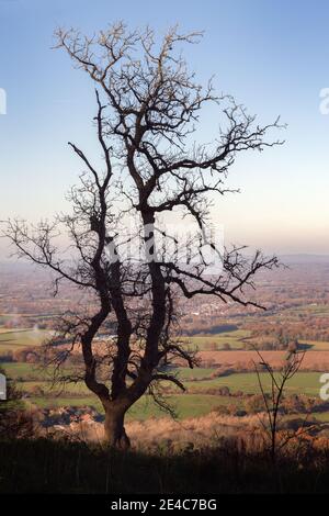 Solitario albero morto sul anello di Chanctonbury sul South Downs, Inghilterra, al sole di un tardo pomeriggio autunnale Foto Stock