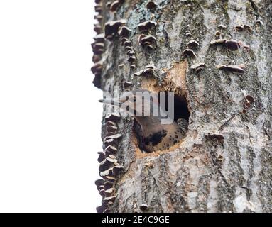 Il flicker settentrionale è accoccolato nel Wisconsin settentrionale. Foto Stock