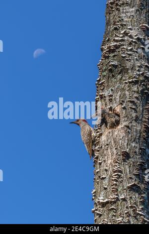 Flicker settentrionale adulto e nestling nel nord del Wisconsin. Foto Stock