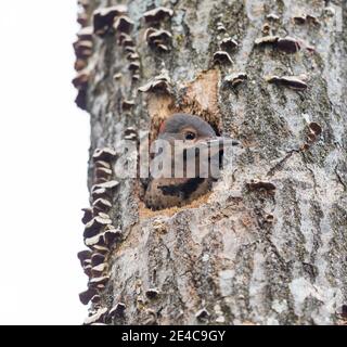 Il flicker settentrionale è accoccolato nel Wisconsin settentrionale. Foto Stock