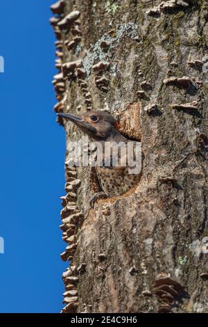 Il flicker settentrionale si accoccolò per lasciare il nido nel Wisconsin settentrionale. Foto Stock