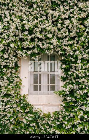 Jasmine, durante la fioritura, si arriccia densamente lungo il muro vicino alla finestra con un reticolo metallico. Foto Stock