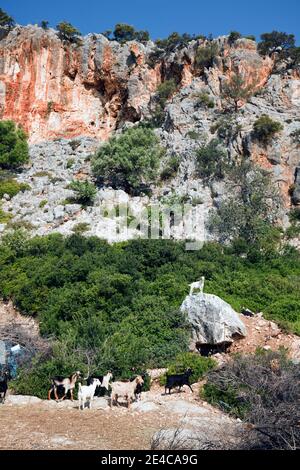 Mandria di capre nella macchia con una guardia sul masso, Grecia centrale Foto Stock