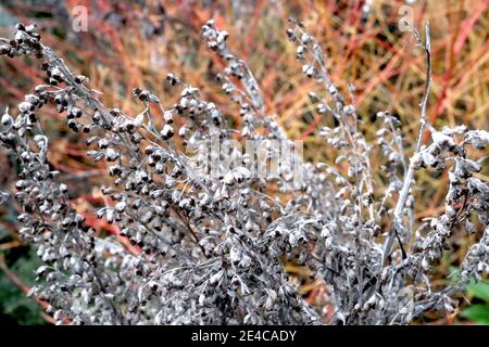 Artemisia vulgaris essiccato Mugwort comune in inverno – morì foglie e teste di semi, gennaio, Inghilterra, Regno Unito Foto Stock