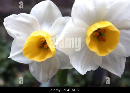 Narcissus tazzetta ‘Avalanche’ Tazzetta daffodil Avalanche – grappoli di narcisi altamente profumati su un solo stelo, gennaio, Inghilterra, Regno Unito Foto Stock