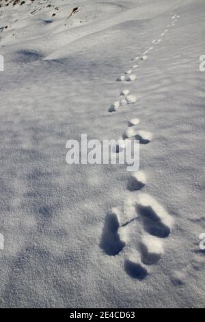 Escursione alla Hohen Kranzberg (1397 m), alba, Germania, Baviera, alta Baviera, Werdenfelser Land, Alpi bavaresi, Mittenwald, Alpenwelt Karwendel, piste nella neve Foto Stock