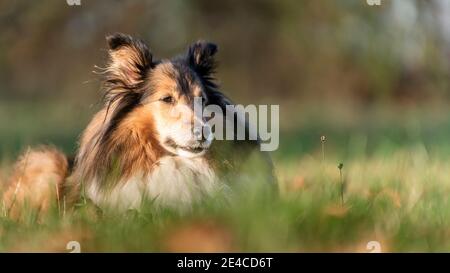 Ritratto del cane, Shetland Shepdog (Sheltie), Foresta Sveva, Remstal, Baden-Württemberg, Germania Foto Stock