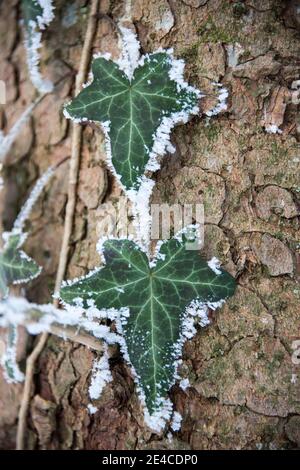 Foglie d'edera con brina Foto Stock