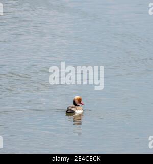 Red pochard (Netta rufina), anatidi in un lago. Foto Stock