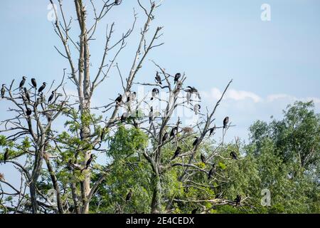 Germania, Baden-Wuerttemberg, Lowlands di Wagbach, cormorani (Phalacrocorax carbo) su un albero morto. Foto Stock