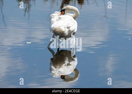 Hoeckerschwan, Cygnus olor, grooming il suo piumaggio Foto Stock