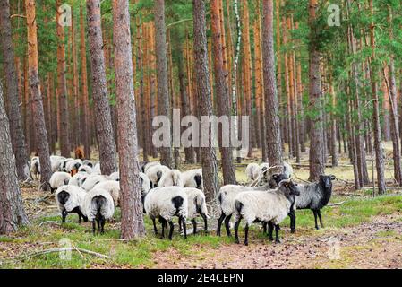 Capre e pecore nel Nemitzer Heide come giardinieri del paesaggio attraversa i pini Foto Stock