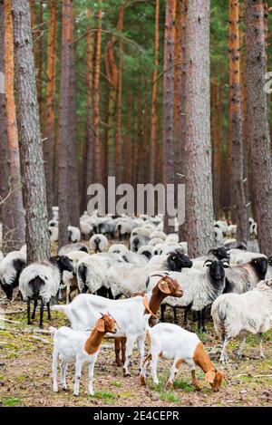 Capre e pecore nel Nemitzer Heide come giardinieri del paesaggio attraversa i pini Foto Stock