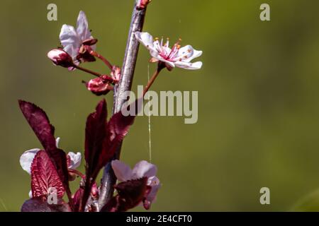 Spesso ragnatela tra i fiori ont che albero durante molla Foto Stock