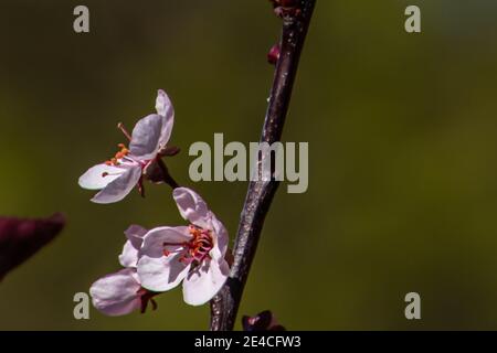 Fiori sotto il sole durante una bella giornata di primavera supportato dalla filiale Foto Stock