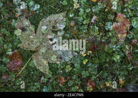 Pavimento forestale, autunno, esposizione multipla Foto Stock