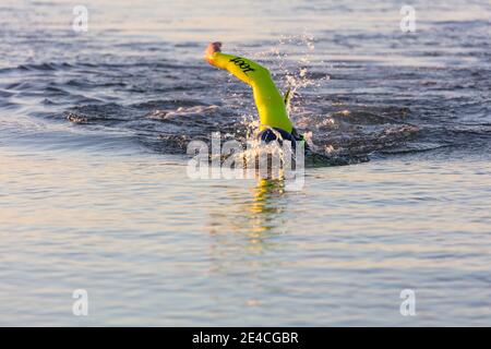 Man 50 Plus FIT, con una muta in mare. Triathlon formazione domani nel Mar Baltico. Nuoto, pratica il giro. Foto Stock