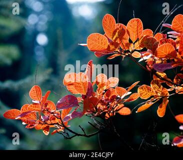 Parrucche in autunno con fogliame rosso decorativo nel giardino, un ornamentale ornamentale in legno decorativo Foto Stock
