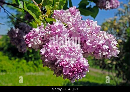 Cespuglio lilla rosa chiaro, un ibrido Syringa, attraente legno ornamentale nel parco e nel giardino Foto Stock