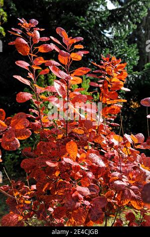 Parrucche in autunno con fogliame rosso decorativo nel giardino, un ornamentale ornamentale in legno decorativo Foto Stock