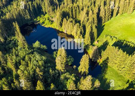 Germania, Turingia, Großbreitenbach, Neustadt / Rstg, stagno, foresta, alberi Foto Stock