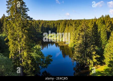 Germania, Turingia, Großbreitenbach, Neustadt / Rstg, stagno, foresta, alberi Foto Stock