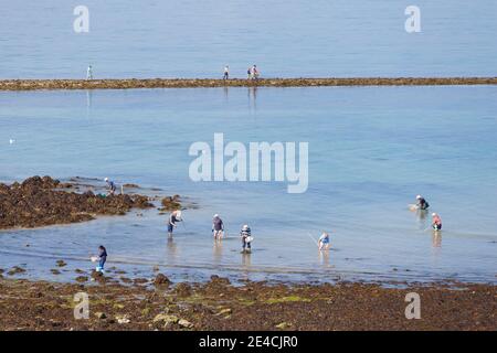 Peche a pied - pesca a piedi sull'isola di Ilot Verdelet a bassa marea. Val Andre nella baia di St Brieuc, Bretagna, Francia Foto Stock