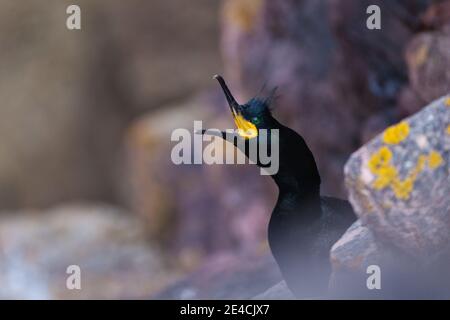 Uno shag (Phalacrocorax aristotelis) nel nido sulle scogliere di Cap Frehel, Francia. Foto Stock