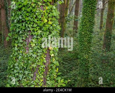 Simbiosi in un bosco di eucalipti - Santa Irene, Galica, Spagna Foto Stock
