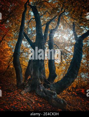 Panorama ad albero verticale in autunno Foto Stock