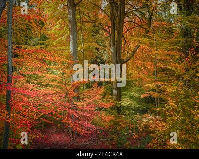 Foresta mista colorata in autunno Foto Stock